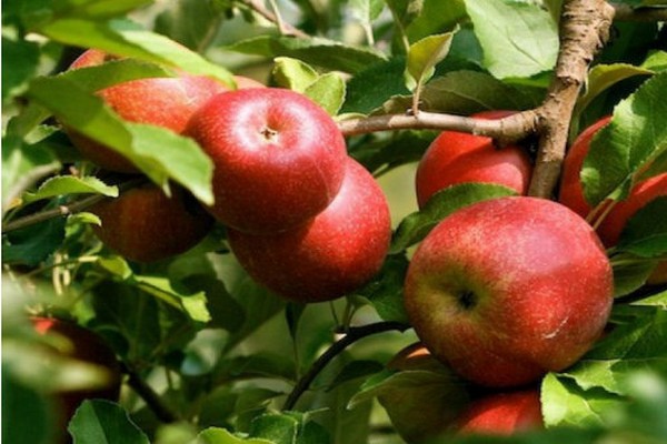 fotografia ženevského stromu jabloní