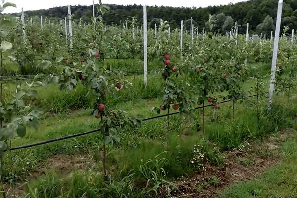 penerangan pokok epal genva
