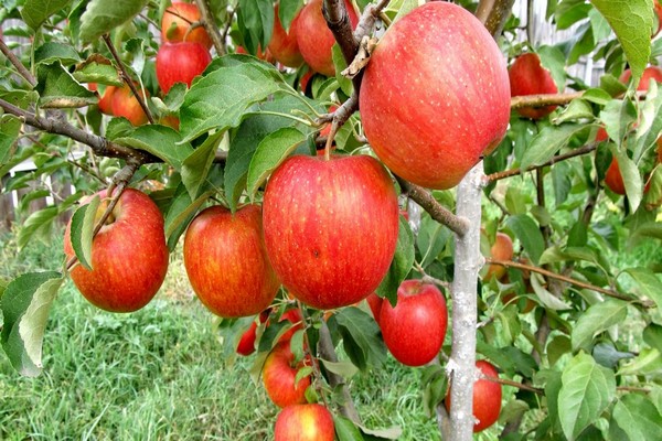fotografia ženevského stromu jabloní