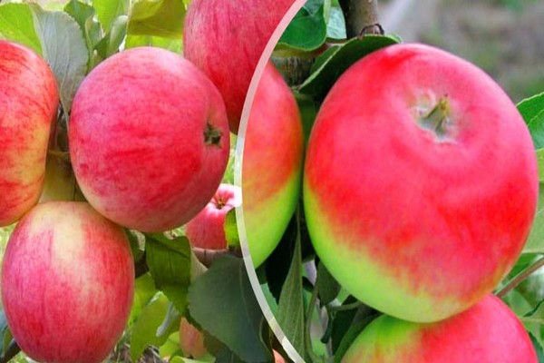 снимка на ябълково дърво в Женева