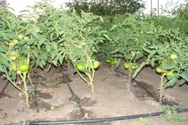 tomatoes are fattening + what to do