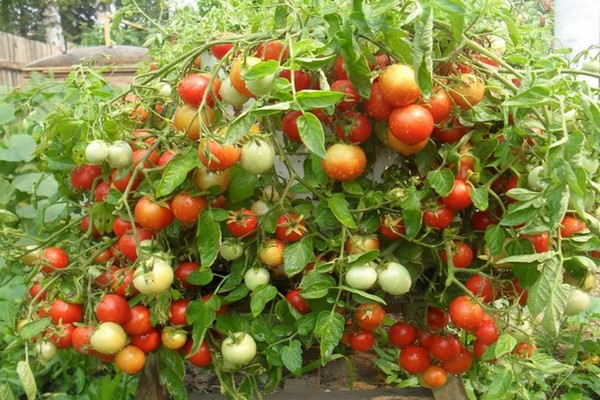 les tomates ont commencé à grossir