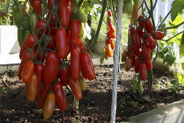 Pomidorų degiklių apžvalgos