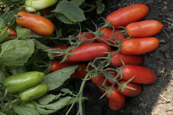 tomater gigalo anmeldelser foto