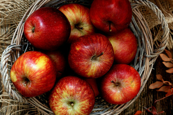 Winter-hardy varieties of apple trees