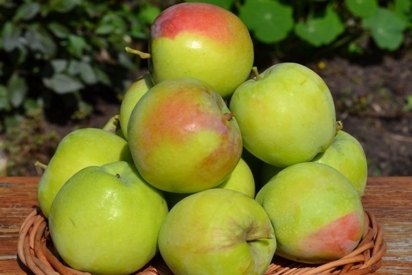 Winter-hardy varieties of apple trees