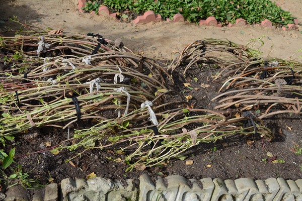 storbladet hortensia om vinteren