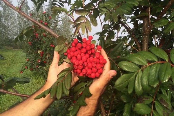 Επιλογή ποικιλίας rowan