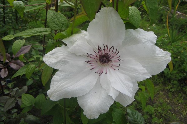 List of varieties of clematis for cultivation in the Moscow region