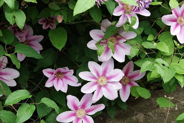 clematis groups