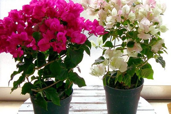 bougainvillea pleje