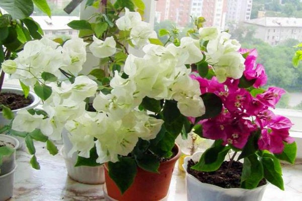 bougainvillea omsorg