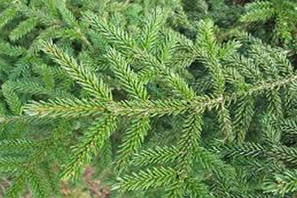 Eastern spruce