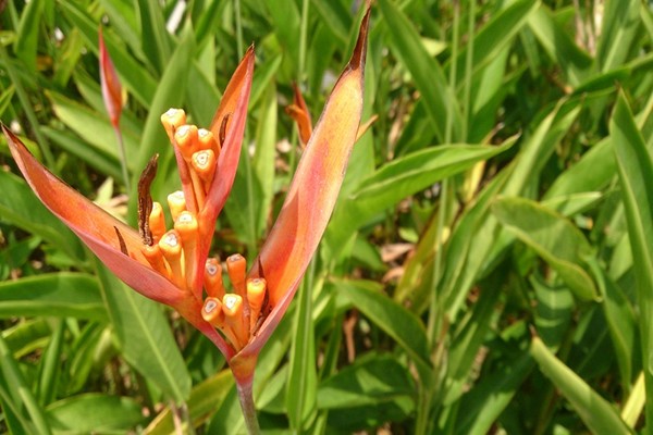 soins heliconia