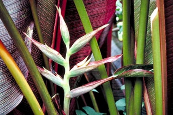 soins heliconia