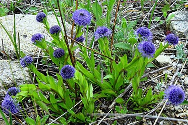 globularia herbaceous plants + for open ground