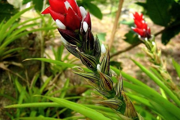 flower guzmania