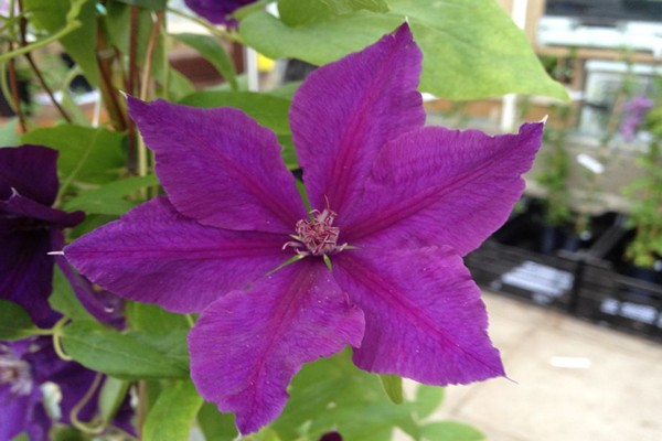 clematis trimming groups