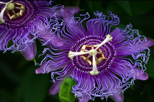 passionflower reviews
