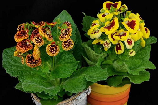 calceolaria + hjemme