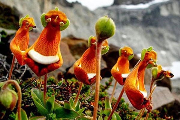 omsorg for calceolaria