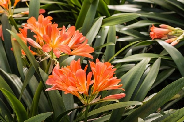 clivia care + hjemme