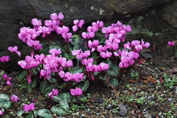 cyclamen care + at home