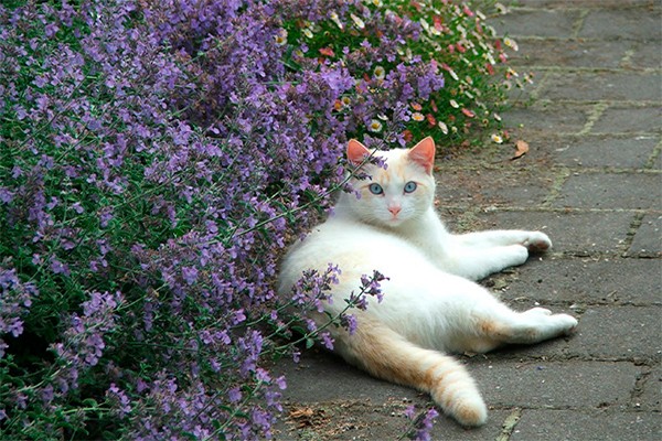plante d'herbe à chat
