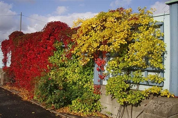 foto de nas d’arbre