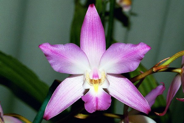 orchidėja lelia