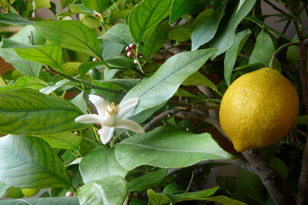 Foto lemon