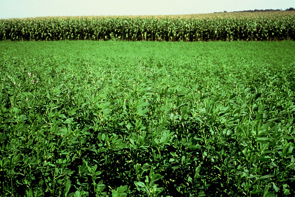 Alfalfa as a siderat: when to sow