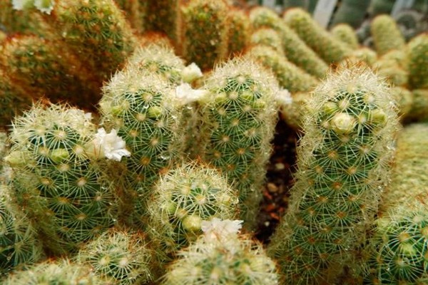 cactus mamillaires