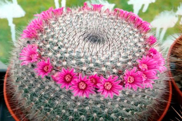 mga larawan ng cactus mammillaria