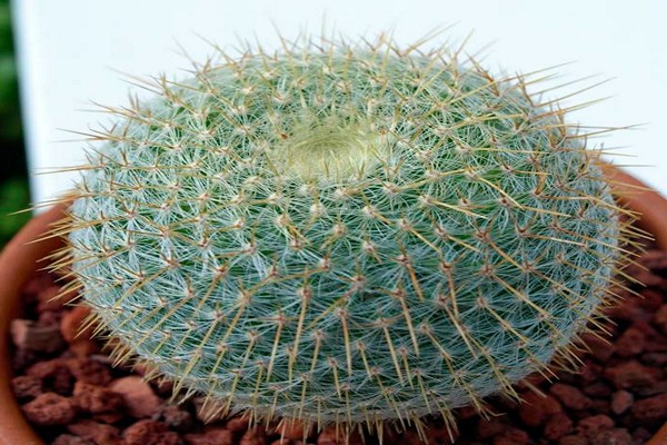 cactus mamillaires