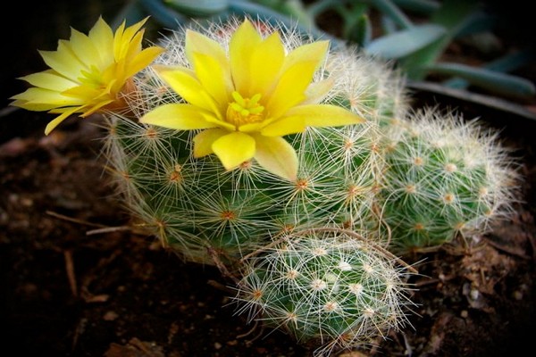 mga larawan ng cactus mammillaria