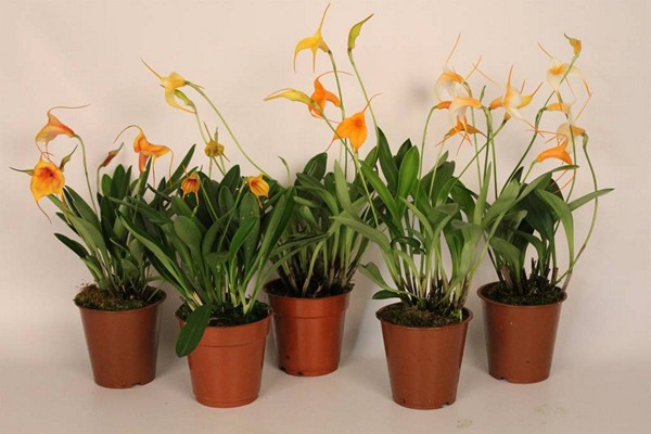 orkidé masdevallia