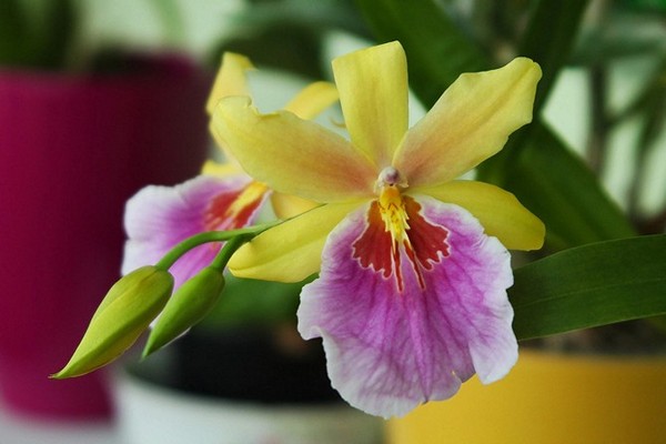 péče o orchidej miltonie