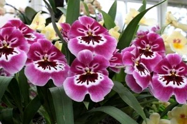 miltonia care + at home