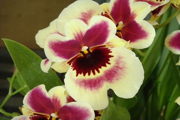 miltonia orkide