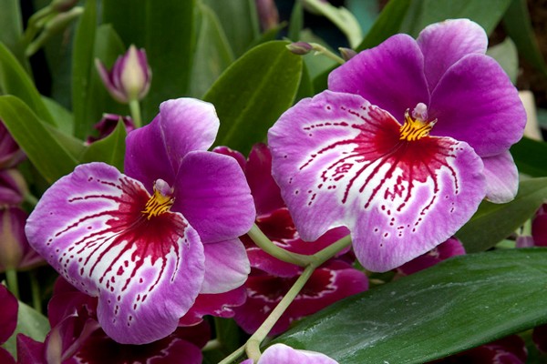 miltonia orkidé