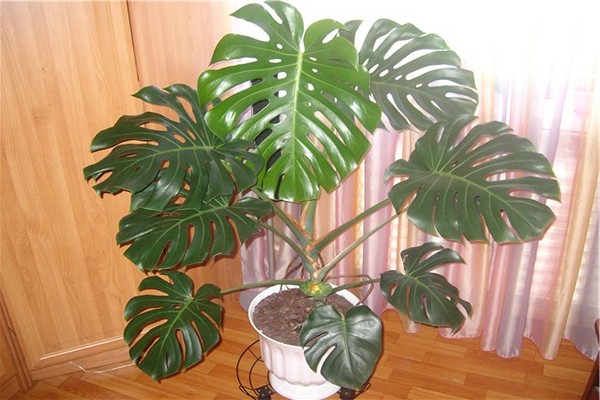 monstera conditions