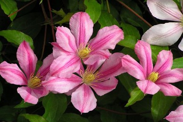 List of varieties of clematis for cultivation in the Moscow region