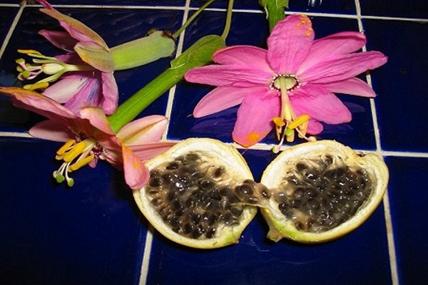passionflower care