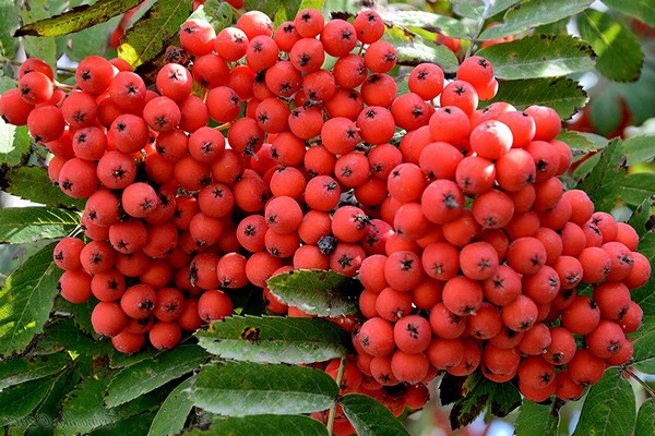 Επιλογή ποικιλίας rowan