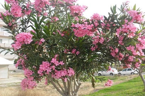 oleander rumah