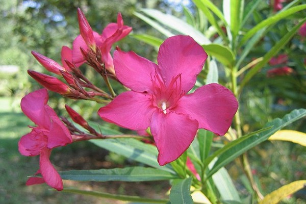 cvijet oleandra