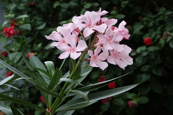 oleander putih