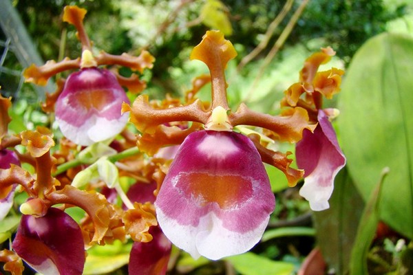 orchidée oncidie