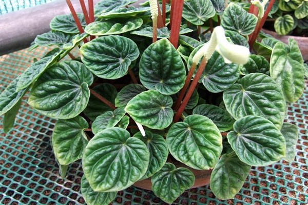 peperomia blomst
